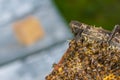 Swarm collected honey multiple bees