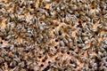 Swarm collected honey multiple bees