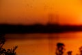 A swarm of commas flies against the backdrop of a sunset on the banks of the Dnieper River, the environment, mosquitoes Royalty Free Stock Photo
