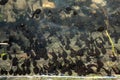 Swarm of common frog tadpoles swimming in a small pond in europe. Top view, no people Royalty Free Stock Photo