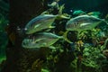 Swarm of Crevalle Jack