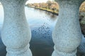A Swarm Of Ducks Swimming In Potomac River Calm Waters.Birds  View Through Arlington Bridge Barriers In Washington DC, USA