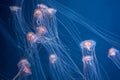 A swarm of ethereal jellyfish with long tentacles drifts in the vastness of the deep blue sea. Swarm of Jellyfish in