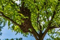 A swarm of European honey bees hanging on apple tree branch. Royalty Free Stock Photo