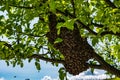 A swarm of European honey bees hanging on apple tree branch. Royalty Free Stock Photo