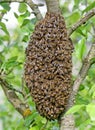 A swarm of European honey bees hanging on apple tree trunk in grape shape Royalty Free Stock Photo