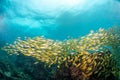 Swarm of fish in Thailand