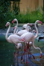 Flamingos