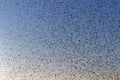 Swarm of flies by sunset in summer