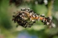 A swarm of flying ants gather on a flower plant