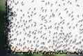 A swarm of flying ants gather on white background
