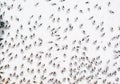 A swarm of flying ants gather on white background