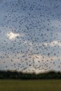 Swarm of flying ants in summer Royalty Free Stock Photo