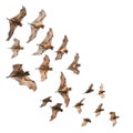 A Swarm of Flying Foxes in Flight Royalty Free Stock Photo