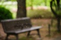 Swarm of mosquitoes at Umekoji Park in Kyoto, Japan.