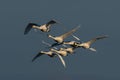 Swarm flying whooper swans, Cygnus cygnus, in winte