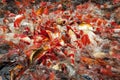 Swarm of goldfish, Koi Royalty Free Stock Photo