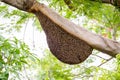 A swarm of honey bees Royalty Free Stock Photo