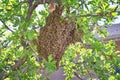 Swarm of Honey Bees, a eusocial flying insect within the genus Apis mellifera of the bee clade. Swarming Carniolan Italian honeybe Royalty Free Stock Photo