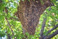 Swarm of Honey Bees, a eusocial flying insect within the genus Apis mellifera of the bee clade. Swarming Carniolan Italian honeybe Royalty Free Stock Photo