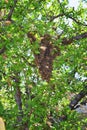 Swarm of Honey Bees, a eusocial flying insect within the genus Apis mellifera of the bee clade. Swarming Carniolan Italian honeybe Royalty Free Stock Photo