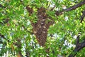 Swarm of Honey Bees, a eusocial flying insect within the genus Apis mellifera of the bee clade. Swarming Carniolan Italian honeybe Royalty Free Stock Photo