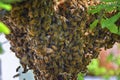 Swarm of Honey Bees, a eusocial flying insect within the genus Apis mellifera of the bee clade. Swarming Carniolan Italian honeybe Royalty Free Stock Photo