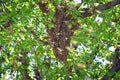 Swarm of Honey Bees, a eusocial flying insect within the genus Apis mellifera of the bee clade. Swarming Carniolan Italian honeybe Royalty Free Stock Photo