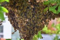 Swarm of Honey Bees, a eusocial flying insect within the genus Apis mellifera of the bee clade. Swarming Carniolan Italian honeybe Royalty Free Stock Photo