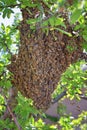 Swarm of Honey Bees, a eusocial flying insect within the genus Apis mellifera of the bee clade. Swarming Carniolan Italian honeybe Royalty Free Stock Photo