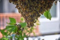 Swarm of Honey Bees, a eusocial flying insect within the genus Apis mellifera of the bee clade. Swarming Carniolan Italian honeybe Royalty Free Stock Photo