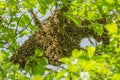 Swarm of honey bees hanging up on a tree Royalty Free Stock Photo