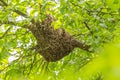 Swarm of honey bees hanging up on a tree Royalty Free Stock Photo