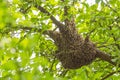 Swarm of honey bees hanging up on a tree Royalty Free Stock Photo