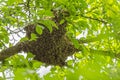 Swarm of honey bees hanging up on a tree Royalty Free Stock Photo