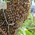 Swarm of honey bees on a tree brach with Christmas lights