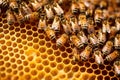 swarm of honey bees working on building their honeycomb Royalty Free Stock Photo