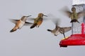 Swarm Of Hummingbirds At A Feeder