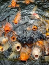 A swarm of hungry goldfish Royalty Free Stock Photo