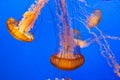 swarm of jelly fishes in the deep sea Royalty Free Stock Photo