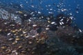 Swarm of juvenile fish off Balicasag Island, Bohol Philippines Royalty Free Stock Photo