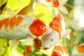 A swarm of koi fish Royalty Free Stock Photo