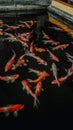 Swarm of koi fish in pond Royalty Free Stock Photo