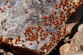 A swarm of Ladybirds (coccinellidae)