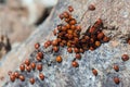 A swarm of Ladybirds (coccinellidae) Royalty Free Stock Photo