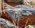 Swarm of Ladybugs in the Forest Royalty Free Stock Photo