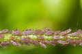 Swarm of lice Royalty Free Stock Photo