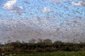 Swarm of locust Royalty Free Stock Photo