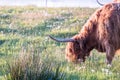 Swarm of midges attacking highland cows