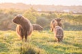 Swarm of midges attacking highland cows Royalty Free Stock Photo
